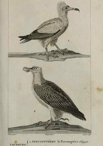 Reproducción/Reproduction 49826359766: Traité d'ornithologie, ou, Tableau méthodique des ordres, sous-ordres, familles, tribus, genres, sous-genres et races d'oiseaux :. Bruxelles :Chez F.G. Levrault ;1831.. 