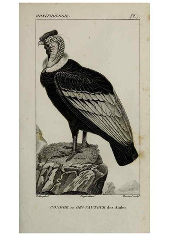 Reproducción/Reproduction 49826678032: Traité d'ornithologie, ou, Tableau méthodique des ordres, sous-ordres, familles, tribus, genres, sous-genres et races d'oiseaux :. Bruxelles :Chez F.G. Levrault ;1831.. 