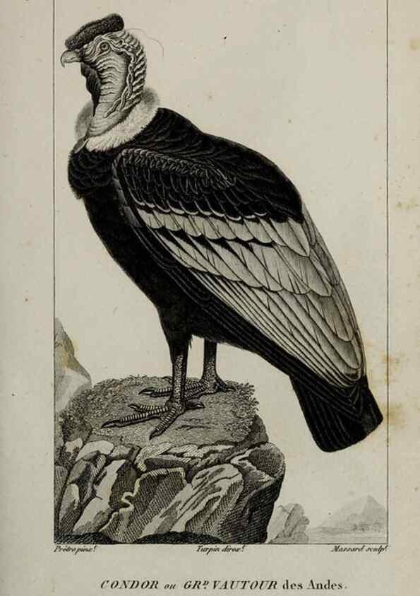 Reproducción/Reproduction 49826678032: Traité d'ornithologie, ou, Tableau méthodique des ordres, sous-ordres, familles, tribus, genres, sous-genres et races d'oiseaux :. Bruxelles :Chez F.G. Levrault ;1831.. 