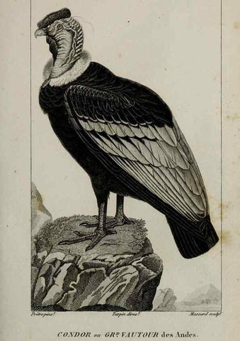 Reproducción/Reproduction 49826678032: Traité d'ornithologie, ou, Tableau méthodique des ordres, sous-ordres, familles, tribus, genres, sous-genres et races d'oiseaux :. Bruxelles :Chez F.G. Levrault ;1831.. 