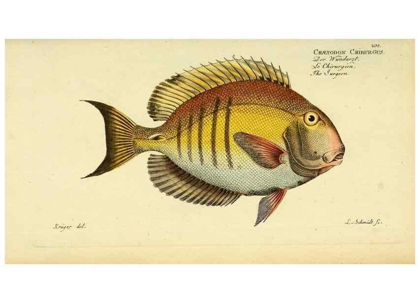 Reproducción/Reproduction 49826319612: D. Marcus Elieser Bloch's, ausübenden Arztes zu Berlin ... Oeconomische Naturgeschichte der Fische Deutschlands .... Berlin :Auf Kosten des Verfassers und in Commission bei dem Buchhändler Hr. Hesse,1782-1795.. 