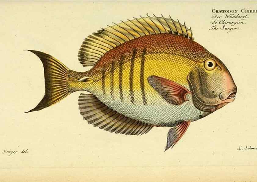Reproducción/Reproduction 49826319612: D. Marcus Elieser Bloch's, ausübenden Arztes zu Berlin ... Oeconomische Naturgeschichte der Fische Deutschlands .... Berlin :Auf Kosten des Verfassers und in Commission bei dem Buchhändler Hr. Hesse,1782-1795.. 