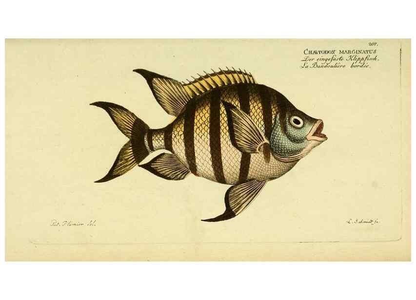 Reproducción/Reproduction 49826001231: D. Marcus Elieser Bloch's, ausübenden Arztes zu Berlin ... Oeconomische Naturgeschichte der Fische Deutschlands .... Berlin :Auf Kosten des Verfassers und in Commission bei dem Buchhändler Hr. Hesse,1782-1795.. 