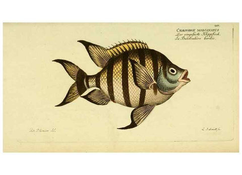 Reproducción/Reproduction 49826001231: D. Marcus Elieser Bloch's, ausübenden Arztes zu Berlin ... Oeconomische Naturgeschichte der Fische Deutschlands .... Berlin :Auf Kosten des Verfassers und in Commission bei dem Buchhändler Hr. Hesse,1782-1795.. 