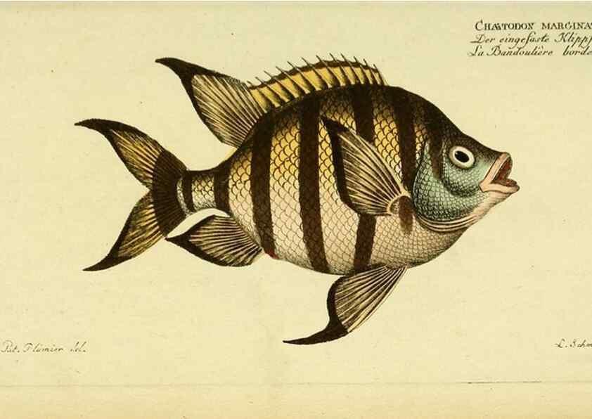 Reproducción/Reproduction 49826001231: D. Marcus Elieser Bloch's, ausübenden Arztes zu Berlin ... Oeconomische Naturgeschichte der Fische Deutschlands .... Berlin :Auf Kosten des Verfassers und in Commission bei dem Buchhändler Hr. Hesse,1782-1795.. 