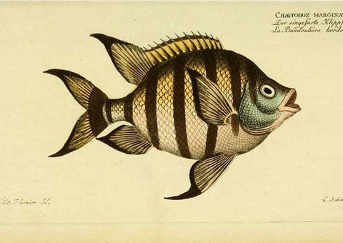 Reproducción/Reproduction 49826001231: D. Marcus Elieser Bloch's, ausübenden Arztes zu Berlin ... Oeconomische Naturgeschichte der Fische Deutschlands .... Berlin :Auf Kosten des Verfassers und in Commission bei dem Buchhändler Hr. Hesse,1782-1795.. 