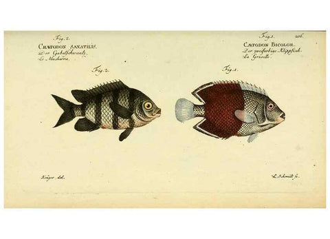 Reproducción/Reproduction 49826318927: D. Marcus Elieser Bloch's, ausübenden Arztes zu Berlin ... Oeconomische Naturgeschichte der Fische Deutschlands .... Berlin :Auf Kosten des Verfassers und in Commission bei dem Buchhändler Hr. Hesse,1782-1795.. 