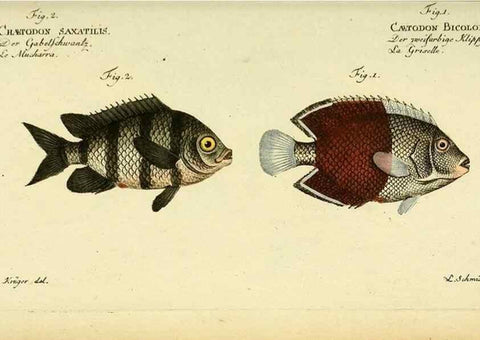 Reproducción/Reproduction 49826318927: D. Marcus Elieser Bloch's, ausübenden Arztes zu Berlin ... Oeconomische Naturgeschichte der Fische Deutschlands .... Berlin :Auf Kosten des Verfassers und in Commission bei dem Buchhändler Hr. Hesse,1782-1795.. 