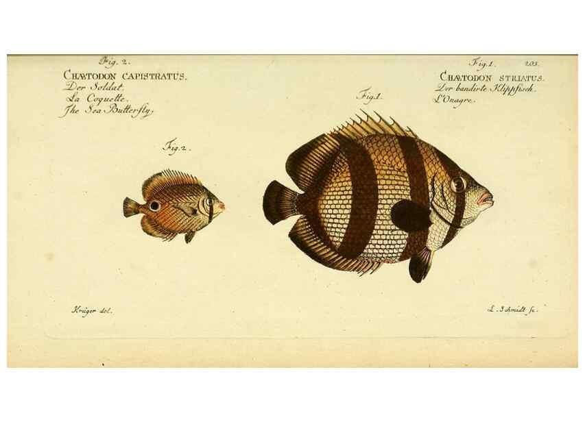 Reproducción/Reproduction 49826318497: D. Marcus Elieser Bloch's, ausübenden Arztes zu Berlin ... Oeconomische Naturgeschichte der Fische Deutschlands .... Berlin :Auf Kosten des Verfassers und in Commission bei dem Buchhändler Hr. Hesse,1782-1795.. 