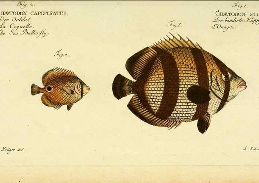 Reproducción/Reproduction 49826318497: D. Marcus Elieser Bloch's, ausübenden Arztes zu Berlin ... Oeconomische Naturgeschichte der Fische Deutschlands .... Berlin :Auf Kosten des Verfassers und in Commission bei dem Buchhändler Hr. Hesse,1782-1795.. 