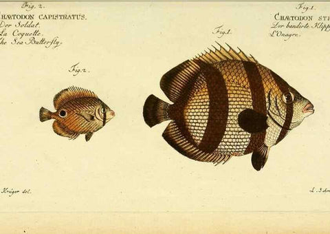 Reproducción/Reproduction 49826318497: D. Marcus Elieser Bloch's, ausübenden Arztes zu Berlin ... Oeconomische Naturgeschichte der Fische Deutschlands .... Berlin :Auf Kosten des Verfassers und in Commission bei dem Buchhändler Hr. Hesse,1782-1795.. 
