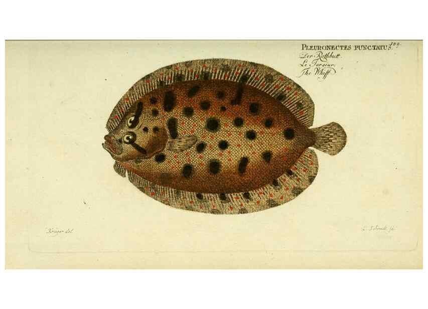 Reproducción/Reproduction 49825994111: D. Marcus Elieser Bloch's, ausübenden Arztes zu Berlin ... Oeconomische Naturgeschichte der Fische Deutschlands .... Berlin :Auf Kosten des Verfassers und in Commission bei dem Buchhändler Hr. Hesse,1782-1795.. 