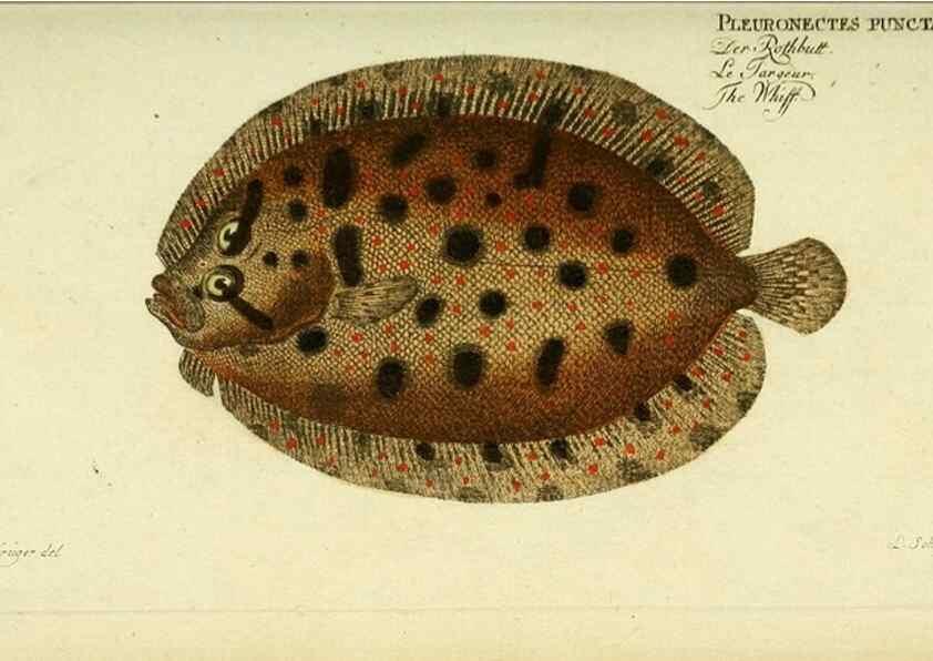 Reproducción/Reproduction 49825994111: D. Marcus Elieser Bloch's, ausübenden Arztes zu Berlin ... Oeconomische Naturgeschichte der Fische Deutschlands .... Berlin :Auf Kosten des Verfassers und in Commission bei dem Buchhändler Hr. Hesse,1782-1795.. 