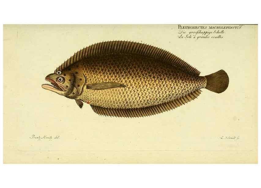 Reproducción/Reproduction 49825461873: D. Marcus Elieser Bloch's, ausübenden Arztes zu Berlin ... Oeconomische Naturgeschichte der Fische Deutschlands .... Berlin :Auf Kosten des Verfassers und in Commission bei dem Buchhändler Hr. Hesse,1782-1795.. 