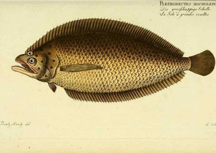 Reproducción/Reproduction 49825461873: D. Marcus Elieser Bloch's, ausübenden Arztes zu Berlin ... Oeconomische Naturgeschichte der Fische Deutschlands .... Berlin :Auf Kosten des Verfassers und in Commission bei dem Buchhändler Hr. Hesse,1782-1795.. 