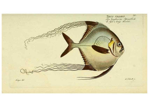 Reproducción/Reproduction 49825462268: D. Marcus Elieser Bloch's, ausübenden Arztes zu Berlin ... Oeconomische Naturgeschichte der Fische Deutschlands .... Berlin :Auf Kosten des Verfassers und in Commission bei dem Buchhändler Hr. Hesse,1782-1795.. 