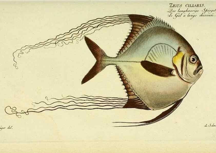 Reproducción/Reproduction 49825462268: D. Marcus Elieser Bloch's, ausübenden Arztes zu Berlin ... Oeconomische Naturgeschichte der Fische Deutschlands .... Berlin :Auf Kosten des Verfassers und in Commission bei dem Buchhändler Hr. Hesse,1782-1795.. 