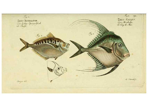 Reproducción/Reproduction 49826313407: D. Marcus Elieser Bloch's, ausübenden Arztes zu Berlin ... Oeconomische Naturgeschichte der Fische Deutschlands .... Berlin :Auf Kosten des Verfassers und in Commission bei dem Buchhändler Hr. Hesse,1782-1795.. 