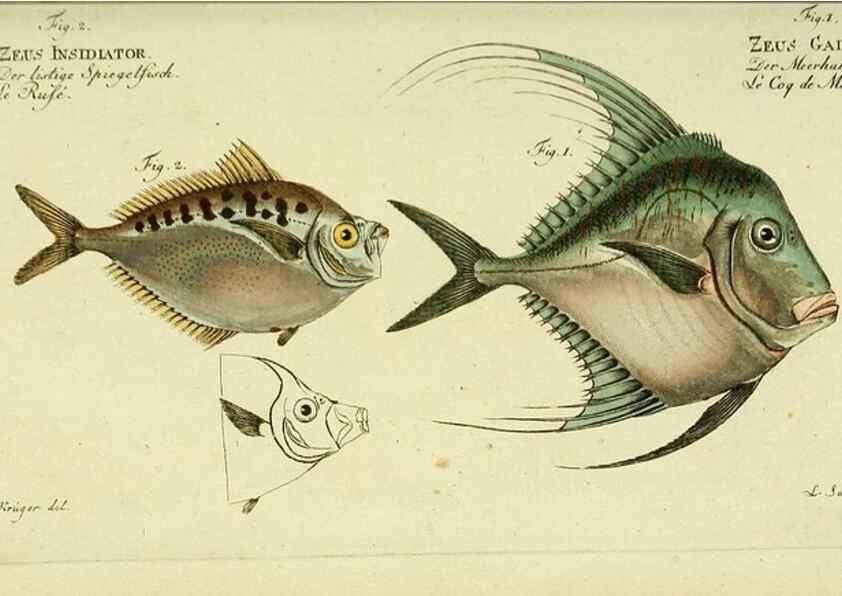 Reproducción/Reproduction 49826313407: D. Marcus Elieser Bloch's, ausübenden Arztes zu Berlin ... Oeconomische Naturgeschichte der Fische Deutschlands .... Berlin :Auf Kosten des Verfassers und in Commission bei dem Buchhändler Hr. Hesse,1782-1795.. 