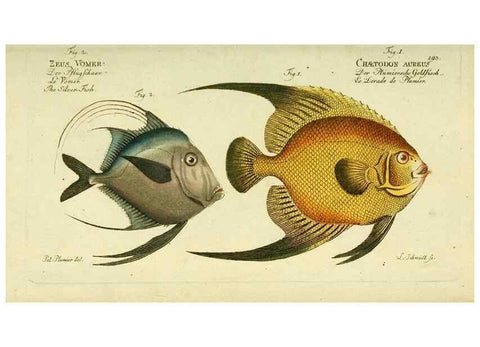Reproducción/Reproduction 49825463108: D. Marcus Elieser Bloch's, ausübenden Arztes zu Berlin ... Oeconomische Naturgeschichte der Fische Deutschlands .... Berlin :Auf Kosten des Verfassers und in Commission bei dem Buchhändler Hr. Hesse,1782-1795.. 