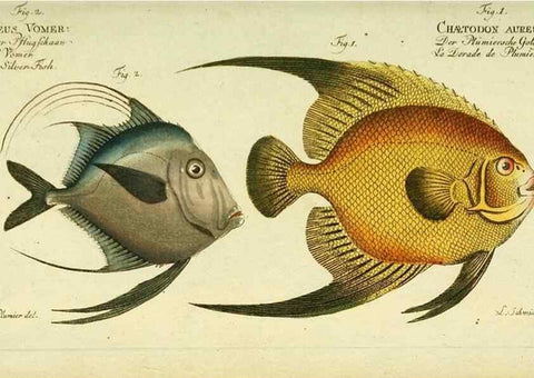 Reproducción/Reproduction 49825463108: D. Marcus Elieser Bloch's, ausübenden Arztes zu Berlin ... Oeconomische Naturgeschichte der Fische Deutschlands .... Berlin :Auf Kosten des Verfassers und in Commission bei dem Buchhändler Hr. Hesse,1782-1795.. 