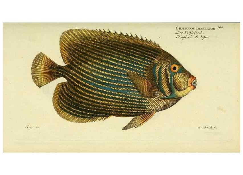 Reproducción/Reproduction 49825463518: D. Marcus Elieser Bloch's, ausübenden Arztes zu Berlin ... Oeconomische Naturgeschichte der Fische Deutschlands .... Berlin :Auf Kosten des Verfassers und in Commission bei dem Buchhändler Hr. Hesse,1782-1795.. 