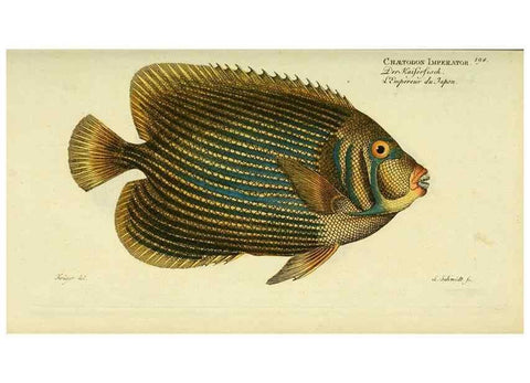 Reproducción/Reproduction 49825463518: D. Marcus Elieser Bloch's, ausübenden Arztes zu Berlin ... Oeconomische Naturgeschichte der Fische Deutschlands .... Berlin :Auf Kosten des Verfassers und in Commission bei dem Buchhändler Hr. Hesse,1782-1795.. 