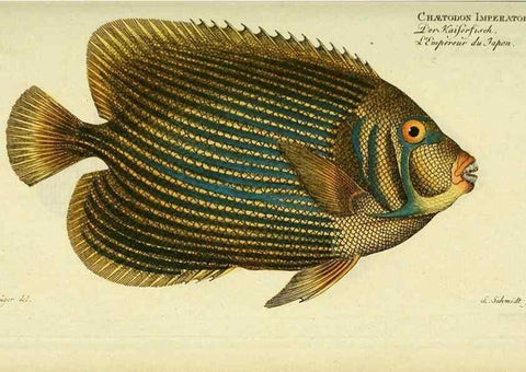 Reproducción/Reproduction 49825463518: D. Marcus Elieser Bloch's, ausübenden Arztes zu Berlin ... Oeconomische Naturgeschichte der Fische Deutschlands .... Berlin :Auf Kosten des Verfassers und in Commission bei dem Buchhändler Hr. Hesse,1782-1795.. 