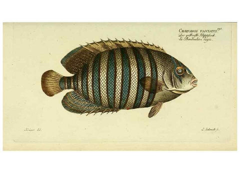 Reproducción/Reproduction 49826314707: D. Marcus Elieser Bloch's, ausübenden Arztes zu Berlin ... Oeconomische Naturgeschichte der Fische Deutschlands .... Berlin :Auf Kosten des Verfassers und in Commission bei dem Buchhändler Hr. Hesse,1782-1795.. 