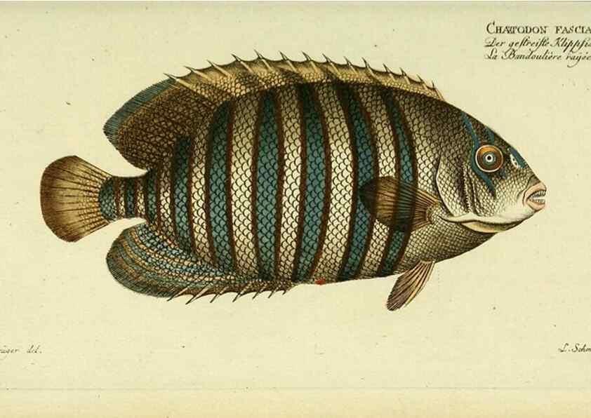 Reproducción/Reproduction 49826314707: D. Marcus Elieser Bloch's, ausübenden Arztes zu Berlin ... Oeconomische Naturgeschichte der Fische Deutschlands .... Berlin :Auf Kosten des Verfassers und in Commission bei dem Buchhändler Hr. Hesse,1782-1795.. 