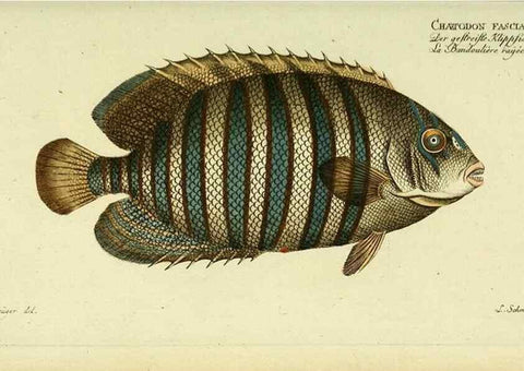 Reproducción/Reproduction 49826314707: D. Marcus Elieser Bloch's, ausübenden Arztes zu Berlin ... Oeconomische Naturgeschichte der Fische Deutschlands .... Berlin :Auf Kosten des Verfassers und in Commission bei dem Buchhändler Hr. Hesse,1782-1795.. 