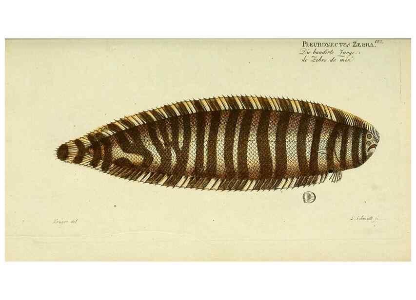 Reproducción/Reproduction 49825993306: D. Marcus Elieser Bloch's, ausübenden Arztes zu Berlin ... Oeconomische Naturgeschichte der Fische Deutschlands .... Berlin :Auf Kosten des Verfassers und in Commission bei dem Buchhändler Hr. Hesse,1782-1795.. 