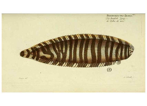 Reproducción/Reproduction 49825993306: D. Marcus Elieser Bloch's, ausübenden Arztes zu Berlin ... Oeconomische Naturgeschichte der Fische Deutschlands .... Berlin :Auf Kosten des Verfassers und in Commission bei dem Buchhändler Hr. Hesse,1782-1795.. 
