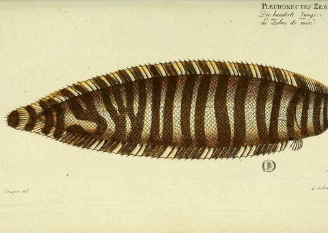 Reproducción/Reproduction 49825993306: D. Marcus Elieser Bloch's, ausübenden Arztes zu Berlin ... Oeconomische Naturgeschichte der Fische Deutschlands .... Berlin :Auf Kosten des Verfassers und in Commission bei dem Buchhändler Hr. Hesse,1782-1795.. 
