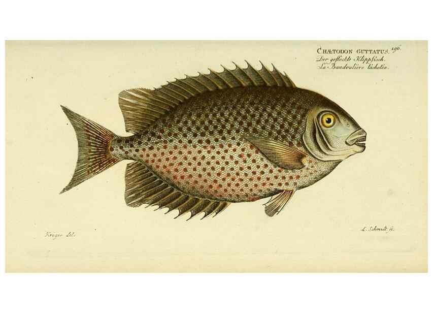 Reproducción/Reproduction 49826315027: D. Marcus Elieser Bloch's, ausübenden Arztes zu Berlin ... Oeconomische Naturgeschichte der Fische Deutschlands .... Berlin :Auf Kosten des Verfassers und in Commission bei dem Buchhändler Hr. Hesse,1782-1795.. 