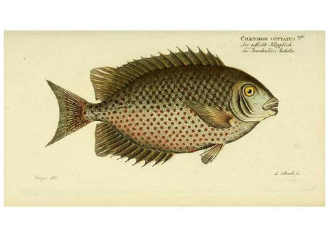 Reproducción/Reproduction 49826315027: D. Marcus Elieser Bloch's, ausübenden Arztes zu Berlin ... Oeconomische Naturgeschichte der Fische Deutschlands .... Berlin :Auf Kosten des Verfassers und in Commission bei dem Buchhändler Hr. Hesse,1782-1795.. 