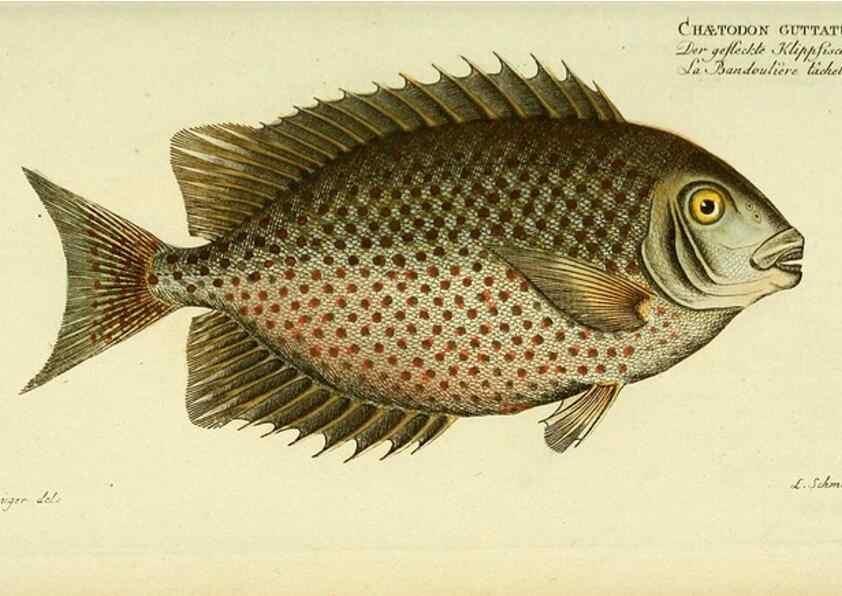 Reproducción/Reproduction 49826315027: D. Marcus Elieser Bloch's, ausübenden Arztes zu Berlin ... Oeconomische Naturgeschichte der Fische Deutschlands .... Berlin :Auf Kosten des Verfassers und in Commission bei dem Buchhändler Hr. Hesse,1782-1795.. 