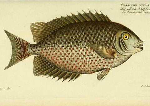 Reproducción/Reproduction 49826315027: D. Marcus Elieser Bloch's, ausübenden Arztes zu Berlin ... Oeconomische Naturgeschichte der Fische Deutschlands .... Berlin :Auf Kosten des Verfassers und in Commission bei dem Buchhändler Hr. Hesse,1782-1795.. 