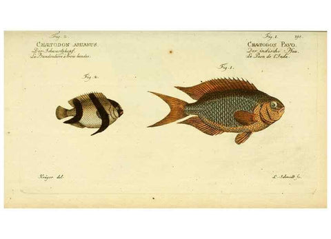 Reproducción/Reproduction 49825997876: D. Marcus Elieser Bloch's, ausübenden Arztes zu Berlin ... Oeconomische Naturgeschichte der Fische Deutschlands .... Berlin :Auf Kosten des Verfassers und in Commission bei dem Buchhändler Hr. Hesse,1782-1795.. 