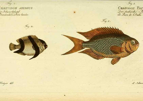 Reproducción/Reproduction 49825997876: D. Marcus Elieser Bloch's, ausübenden Arztes zu Berlin ... Oeconomische Naturgeschichte der Fische Deutschlands .... Berlin :Auf Kosten des Verfassers und in Commission bei dem Buchhändler Hr. Hesse,1782-1795.. 