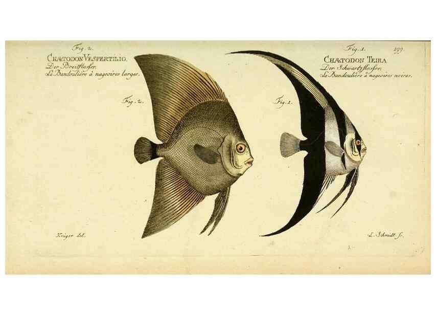 Reproducción/Reproduction 49826316297: D. Marcus Elieser Bloch's, ausübenden Arztes zu Berlin ... Oeconomische Naturgeschichte der Fische Deutschlands .... Berlin :Auf Kosten des Verfassers und in Commission bei dem Buchhändler Hr. Hesse,1782-1795.. 