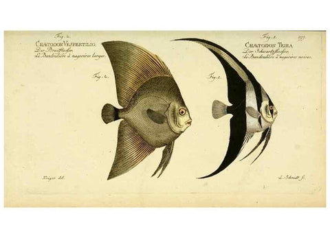 Reproducción/Reproduction 49826316297: D. Marcus Elieser Bloch's, ausübenden Arztes zu Berlin ... Oeconomische Naturgeschichte der Fische Deutschlands .... Berlin :Auf Kosten des Verfassers und in Commission bei dem Buchhändler Hr. Hesse,1782-1795.. 