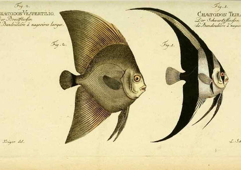 Reproducción/Reproduction 49826316297: D. Marcus Elieser Bloch's, ausübenden Arztes zu Berlin ... Oeconomische Naturgeschichte der Fische Deutschlands .... Berlin :Auf Kosten des Verfassers und in Commission bei dem Buchhändler Hr. Hesse,1782-1795.. 