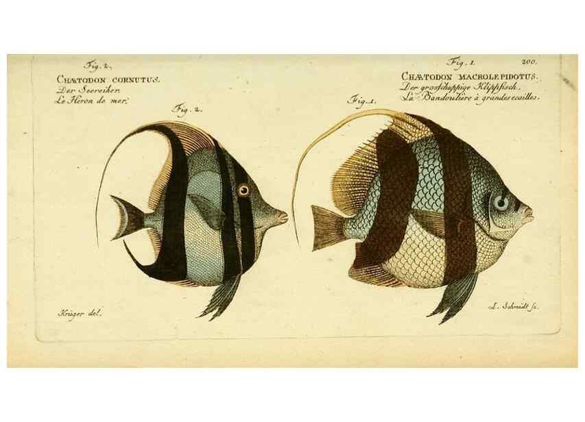 Reproducción/Reproduction 49825465793: D. Marcus Elieser Bloch's, ausübenden Arztes zu Berlin ... Oeconomische Naturgeschichte der Fische Deutschlands .... Berlin :Auf Kosten des Verfassers und in Commission bei dem Buchhändler Hr. Hesse,1782-1795.. 