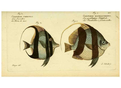 Reproducción/Reproduction 49825465793: D. Marcus Elieser Bloch's, ausübenden Arztes zu Berlin ... Oeconomische Naturgeschichte der Fische Deutschlands .... Berlin :Auf Kosten des Verfassers und in Commission bei dem Buchhändler Hr. Hesse,1782-1795.. 