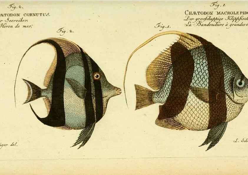 Reproducción/Reproduction 49825465793: D. Marcus Elieser Bloch's, ausübenden Arztes zu Berlin ... Oeconomische Naturgeschichte der Fische Deutschlands .... Berlin :Auf Kosten des Verfassers und in Commission bei dem Buchhändler Hr. Hesse,1782-1795.. 
