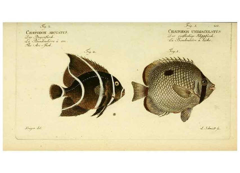 Reproducción/Reproduction 49825998951: D. Marcus Elieser Bloch's, ausübenden Arztes zu Berlin ... Oeconomische Naturgeschichte der Fische Deutschlands .... Berlin :Auf Kosten des Verfassers und in Commission bei dem Buchhändler Hr. Hesse,1782-1795.. 