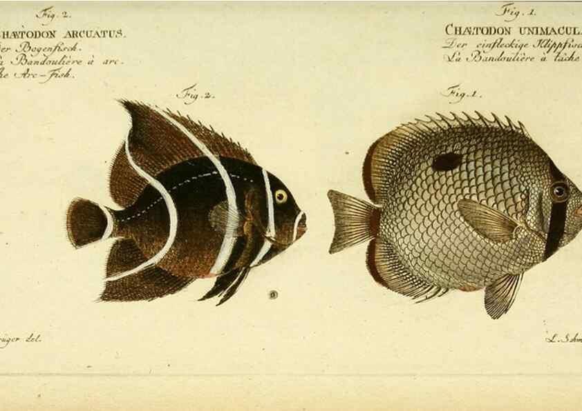 Reproducción/Reproduction 49825998951: D. Marcus Elieser Bloch's, ausübenden Arztes zu Berlin ... Oeconomische Naturgeschichte der Fische Deutschlands .... Berlin :Auf Kosten des Verfassers und in Commission bei dem Buchhändler Hr. Hesse,1782-1795.. 