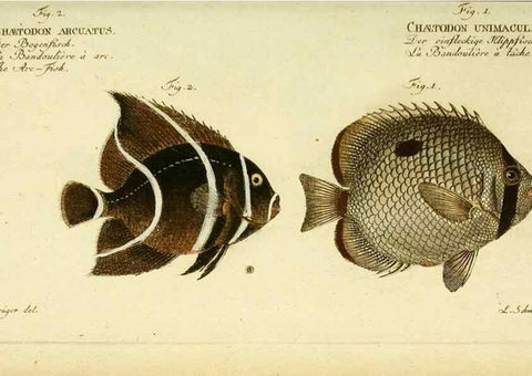 Reproducción/Reproduction 49825998951: D. Marcus Elieser Bloch's, ausübenden Arztes zu Berlin ... Oeconomische Naturgeschichte der Fische Deutschlands .... Berlin :Auf Kosten des Verfassers und in Commission bei dem Buchhändler Hr. Hesse,1782-1795.. 