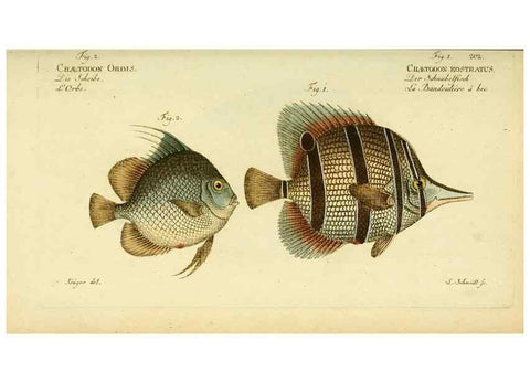 Reproducción/Reproduction 49825466673: D. Marcus Elieser Bloch's, ausübenden Arztes zu Berlin ... Oeconomische Naturgeschichte der Fische Deutschlands .... Berlin :Auf Kosten des Verfassers und in Commission bei dem Buchhändler Hr. Hesse,1782-1795.. 